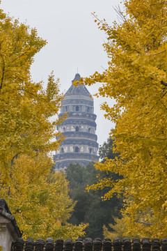 虎丘塔秋景