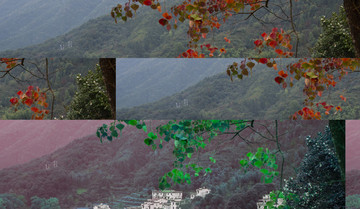 婺源秋景