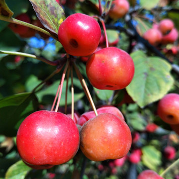 樹上紅果實