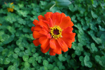 鮮花
