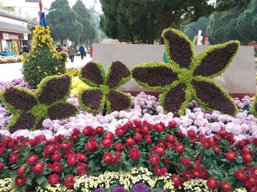 公園菊花展