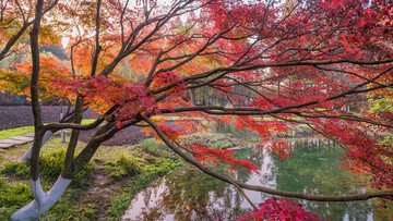 紅楓葉