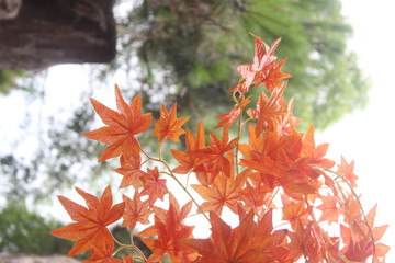 紅楓葉