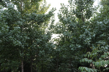 楊樹林