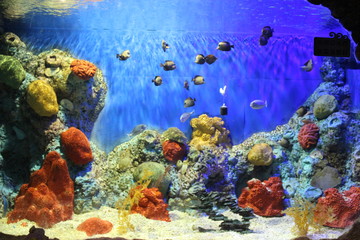 水族館魚(yú)類(lèi)