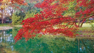 紅楓葉