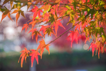 紅楓葉