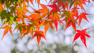 紅楓葉