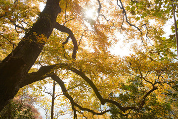 大會嶺紅楓古道