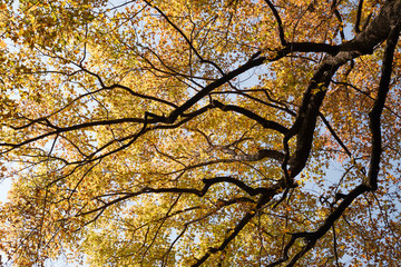 紅楓古道