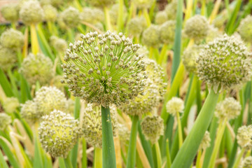 農(nóng)作物蔥花種子
