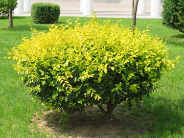 園林綠化植物