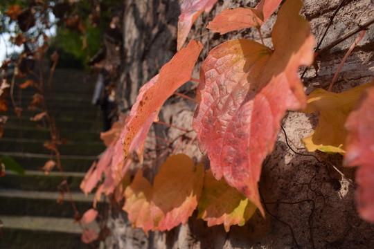 葉子紅葉