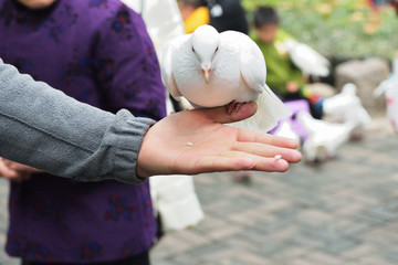 鴿子百態(tài)