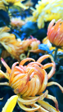 秋菊