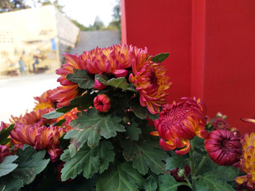 庭院菊花
