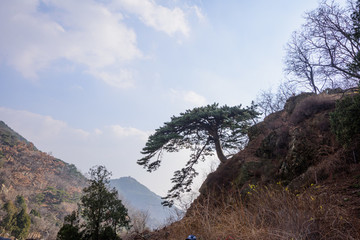 泰山