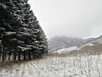 松樹(shù)林與大山