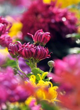 秋菊