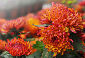 菊花大圖
