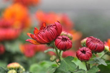 秋菊
