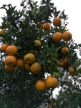椪柑果園實拍