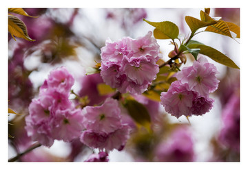 櫻花