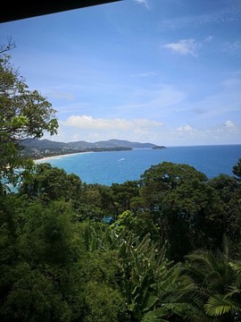 綠植大海