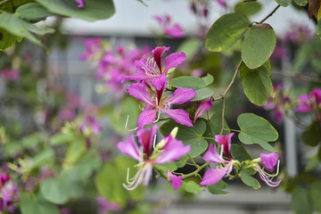 紫荊花