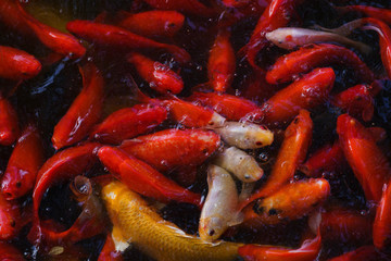 錦鯉