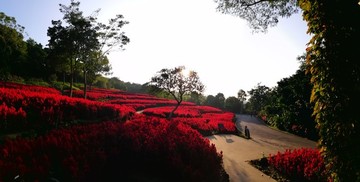 雞冠花