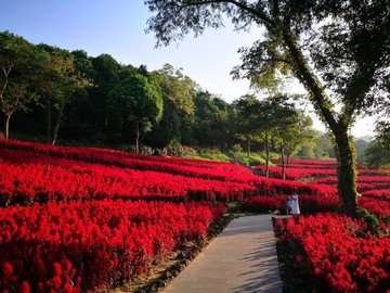 雞冠花