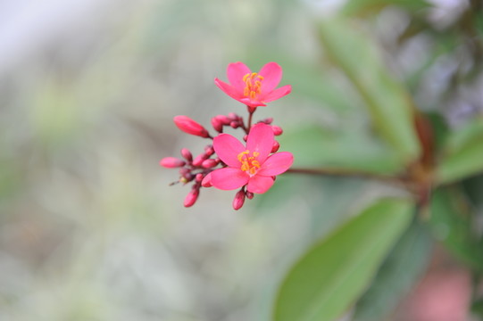 花卉