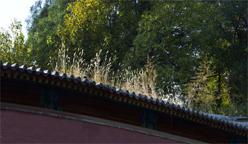 墻頭草
