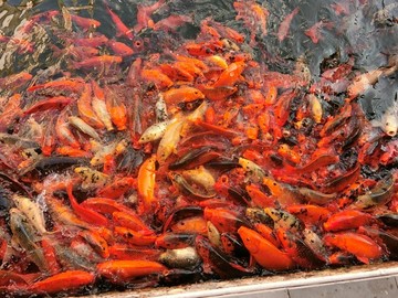錦鯉