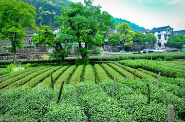 龍井茶園