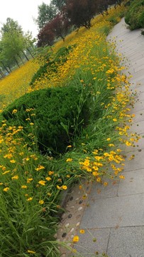 路邊的金雞菊