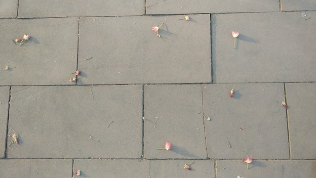 地上的小紅花