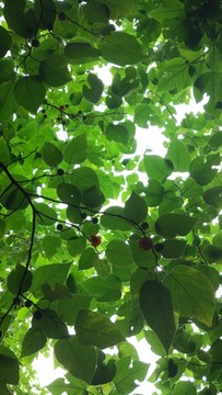 構(gòu)樹葉