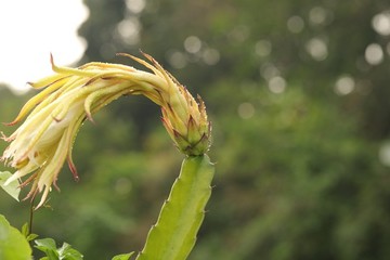 火龍果