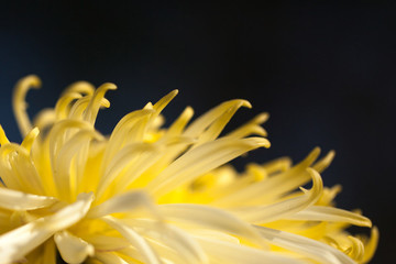 菊花展菊花微距特寫