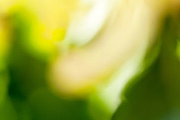 花卉抽象背景素材