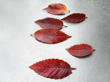 紅葉靜物圖