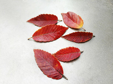 片片紅葉