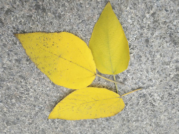三片嫩黃葉片