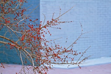 枯枝紅果