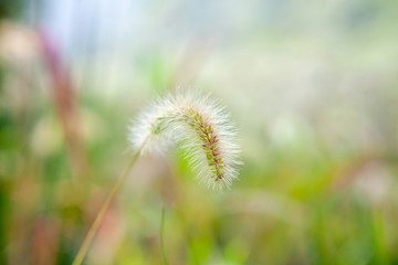 夏天狗尾草