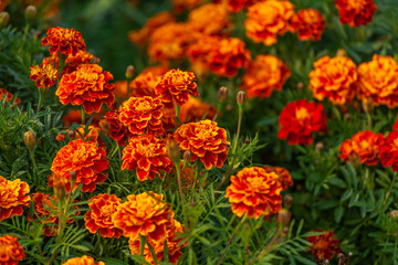 紅色野花