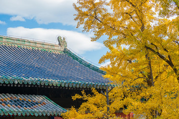 北京大覺寺銀杏樹