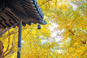 北京大覺禪寺銀杏